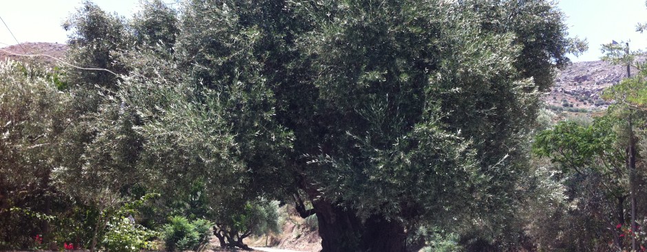 Dein Olivenbaum auf Kreta
